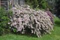 Krzewuszka Cudowna VARIEGATA