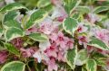 Krzewuszka Cudowna VARIEGATA