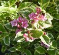 Krzewuszka Cudowna VARIEGATA