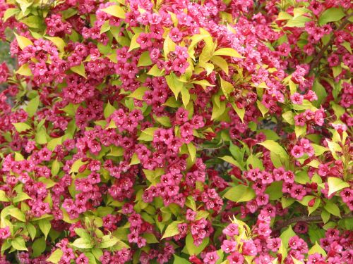 Weigela GOLDEN JEANS