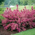 Krzewuszka weigela KOREA