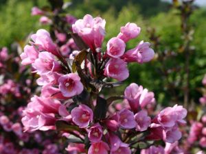 Weigela Korea KOREA