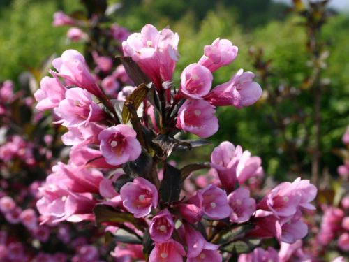 Weigela Korea KOREA