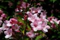 Krzewuszka weigela KOREA