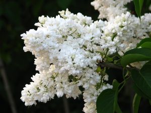 Weißer Flieder MADAME LEMOINE am Stamm