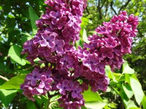 Edelflieder LUDWIG SPEATH  auf Stamm