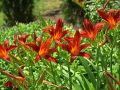 Liliowiec Ogrodowy CRIMSON PIRATE