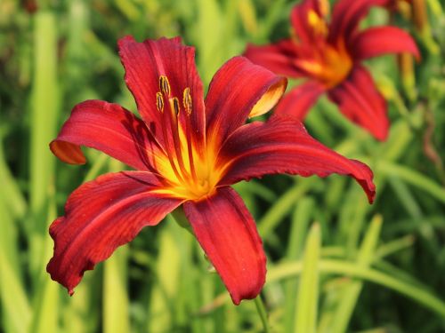 Garten-Hemerocallis  CRIMSON PIRATE