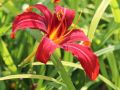 Liliowiec Ogrodowy CRIMSON PIRATE