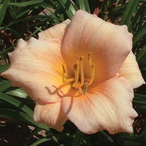 Garten-Hemerocallis MINI PEARL