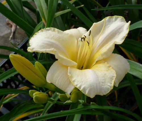 Garten-Hemerocallis ARCTIC SNOW
