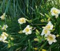Liliowiec Ogrodowy ARCTIC SNOW