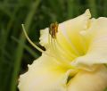 Liliowiec Ogrodowy ARCTIC SNOW
