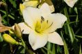 Liliowiec Ogrodowy ARCTIC SNOW