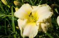 Liliowiec Ogrodowy ARCTIC SNOW