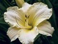 Liliowiec Ogrodowy ARCTIC SNOW