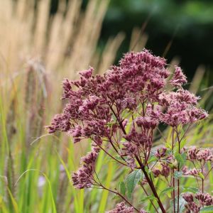 Schmetterlingsstrauchs PURPLE BUSH