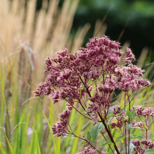 Schmetterlingsstrauchs PURPLE BUSH