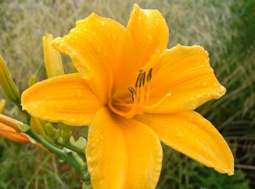 Garten-Hemerocallis ATEN