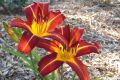 Liliowiec Ogrodowy AUTUMN