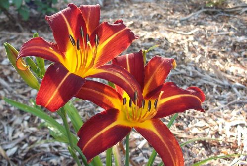 Garten-Hemerocallis AUTUMN