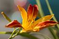 Liliowiec Ogrodowy AUTUMN