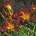 Liliowiec Ogrodowy AUTUMN