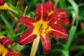 Liliowiec Ogrodowy AUTUMN