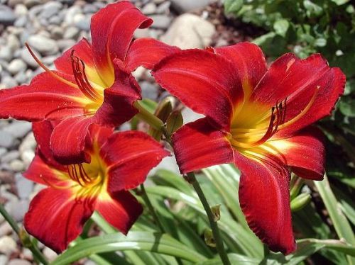 Garten-Hemerocallis BAJA