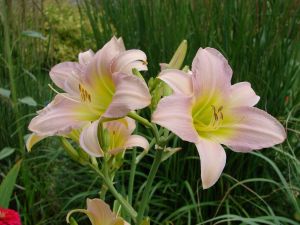 Garten-Hemerocallis CATHERINE WOODBURY