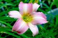 Liliowiec Ogrodowy CATHERINE WOODBURY