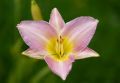 Liliowiec Ogrodowy CATHERINE WOODBURY