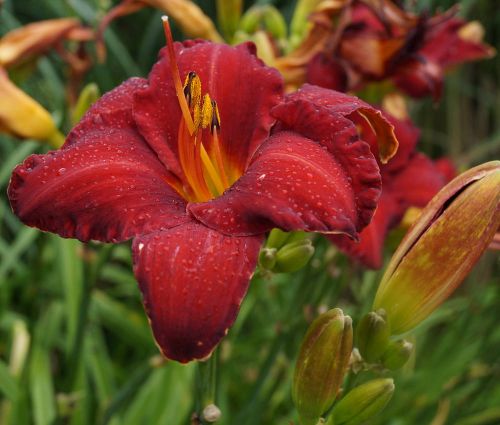 Garten-Hemerocallis CHICAGO APACHE