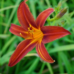 Garten-Taglilie SAMMY RUSSEL