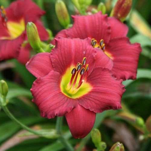 Garten-Hemerocallis PARDON ME