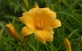 Liliowiec Ogrodowy STELLA D'ORO