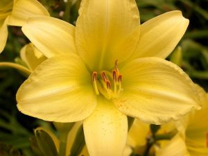 Garten-Taglilie STELLA D'ORO