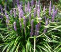 Liriope szafirkowata