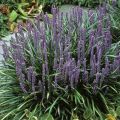 Liriope szafirkowata