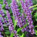Liriope szafirkowata