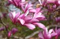 Magnolia BETTY