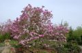 Magnolia BETTY