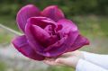Magnolia BETTY