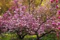 Magnolia BETTY