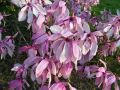 Magnolia BETTY