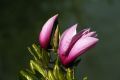 Magnolia BETTY