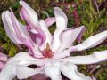 Magnolia BETTY