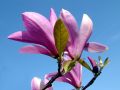 Magnolia BETTY