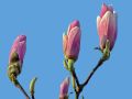 Magnolia BETTY