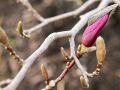 Magnolia BETTY